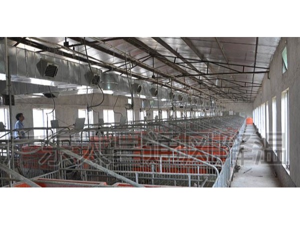 潤東方環(huán)?？照{(diào)廠家為您解析溫度對豬的重要性